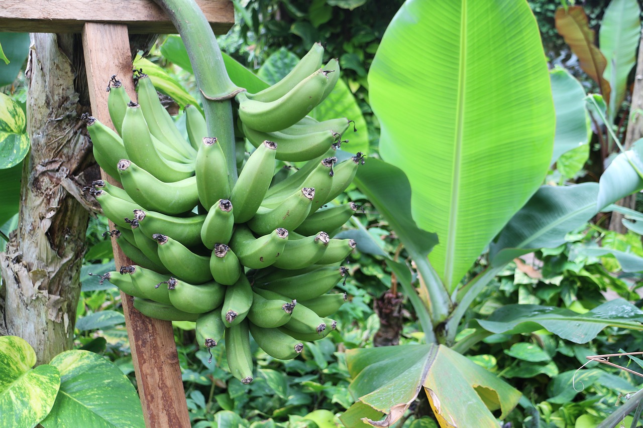 plant banana shrub banana plant free photo