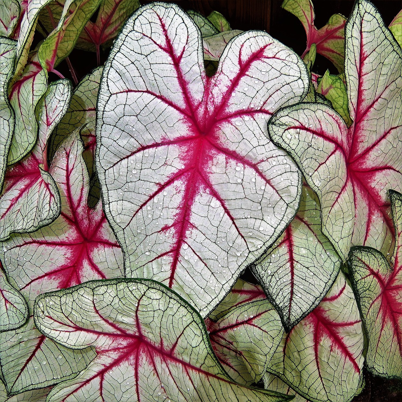 plant pink white free photo