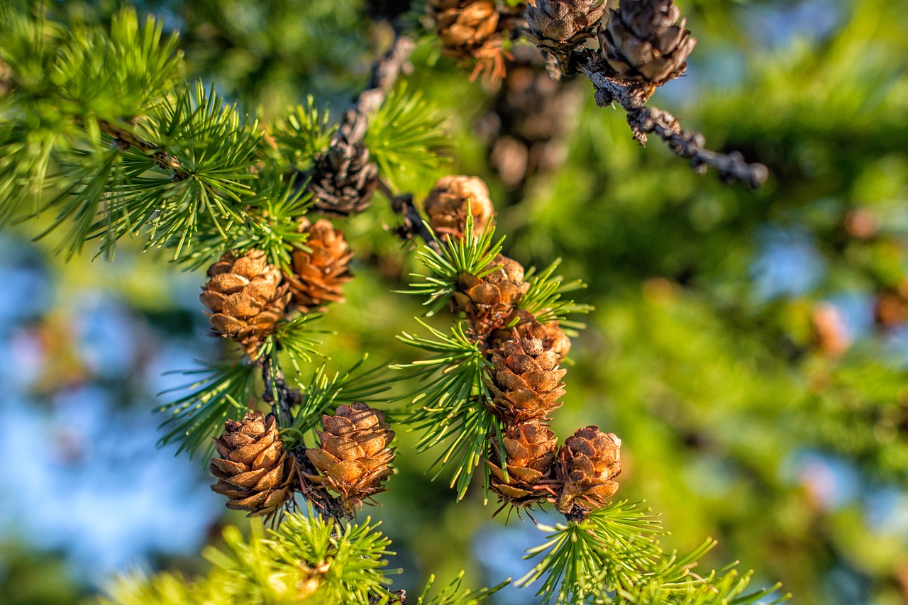 plant larch pine i am looking for a good face free photo