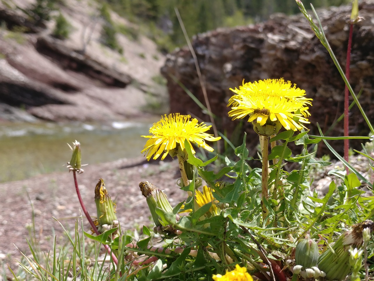 plant mountain dandelion free photo