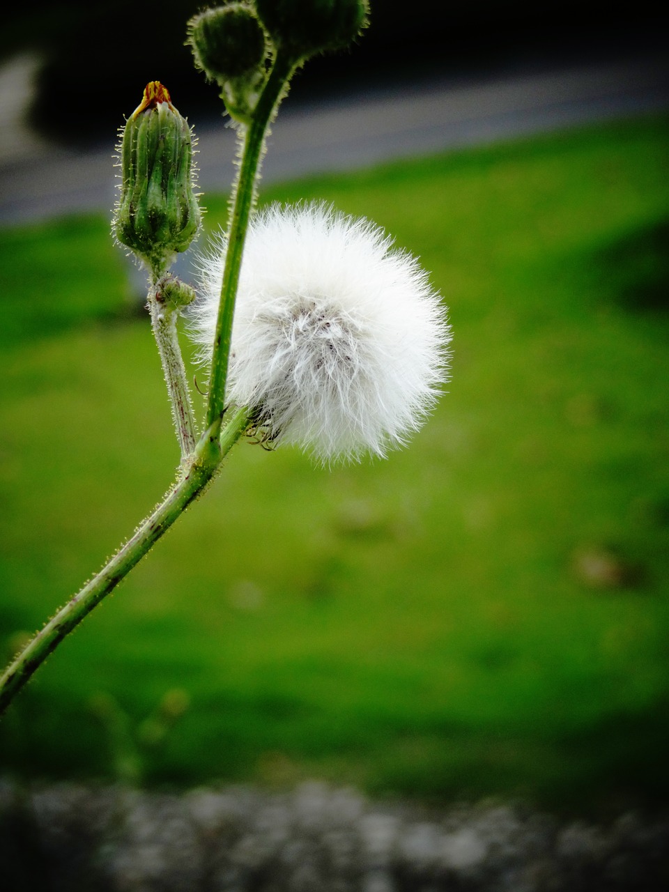 plant hairy photography free photo