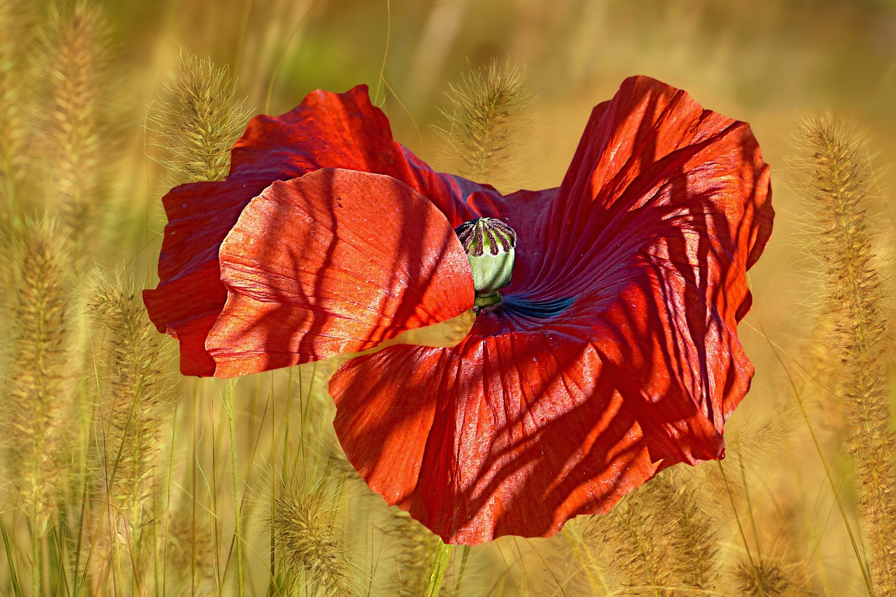 plant flower poppy free photo