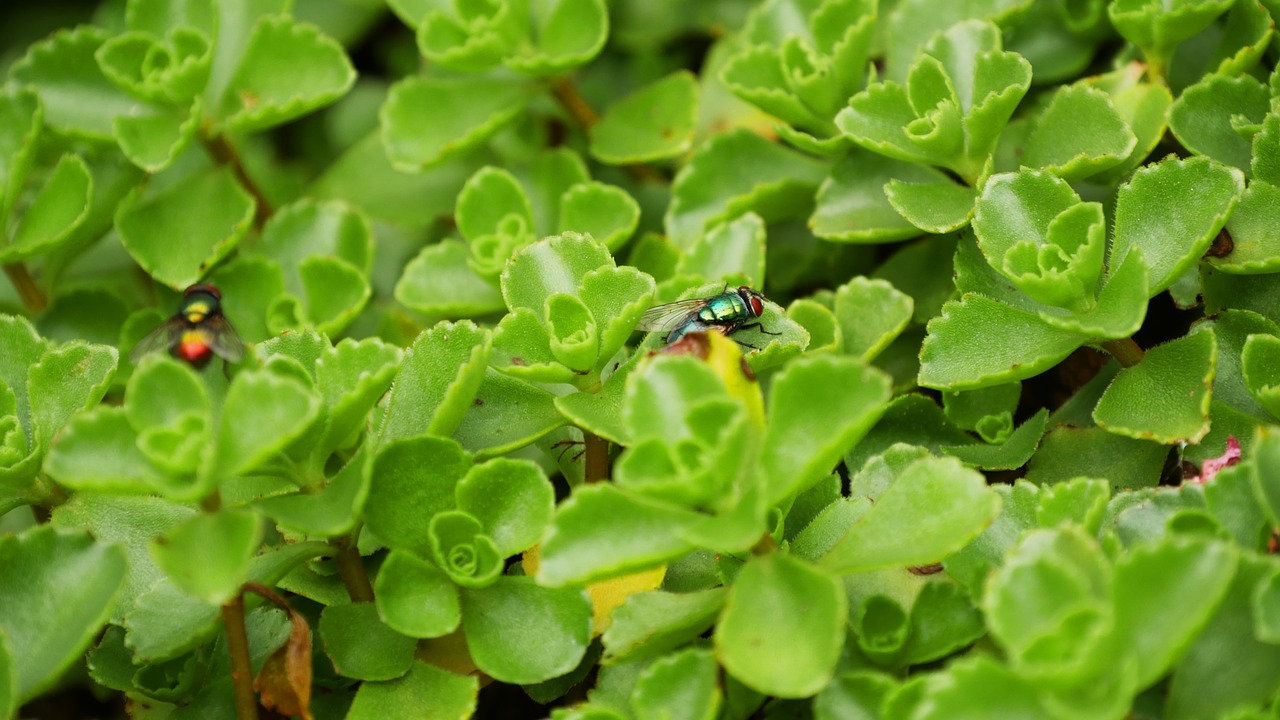 plant ground cover fly free photo