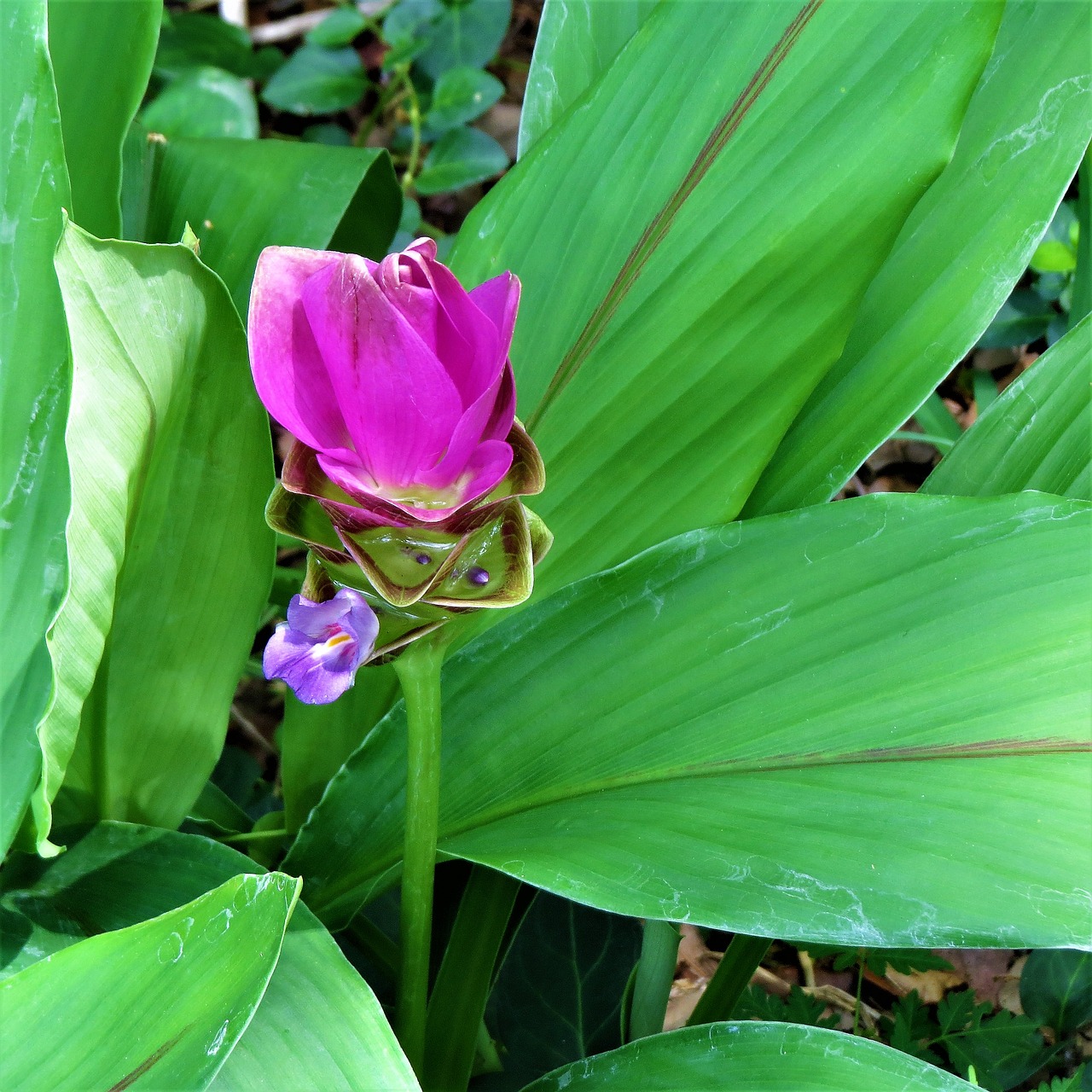 plant pink and blue leaves ginger plant free photo