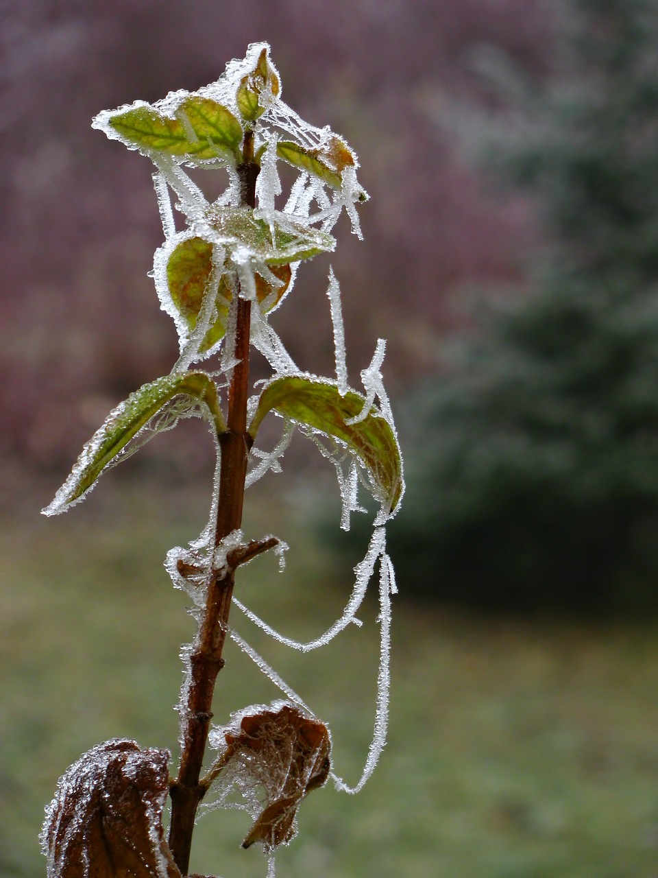 plant winter frosted free photo