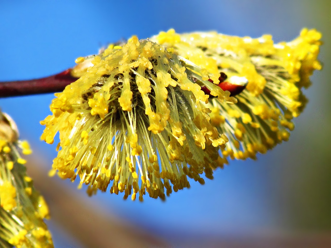 plant macro nature free photo