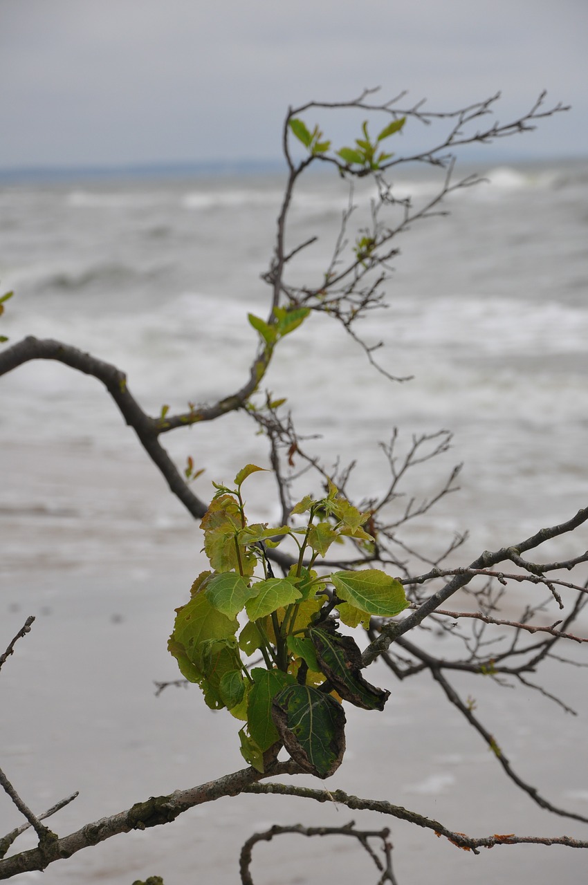 plant branch foliage free photo