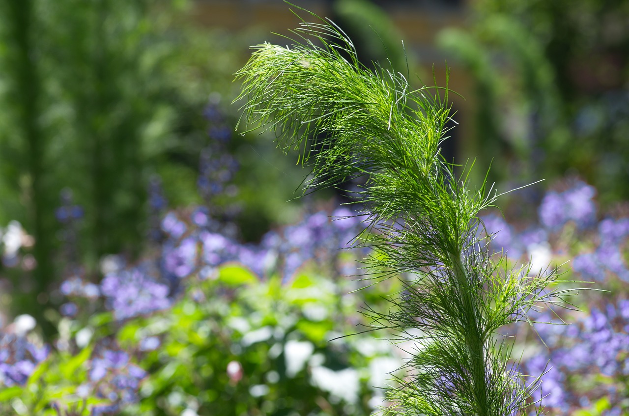 plant wind green free photo