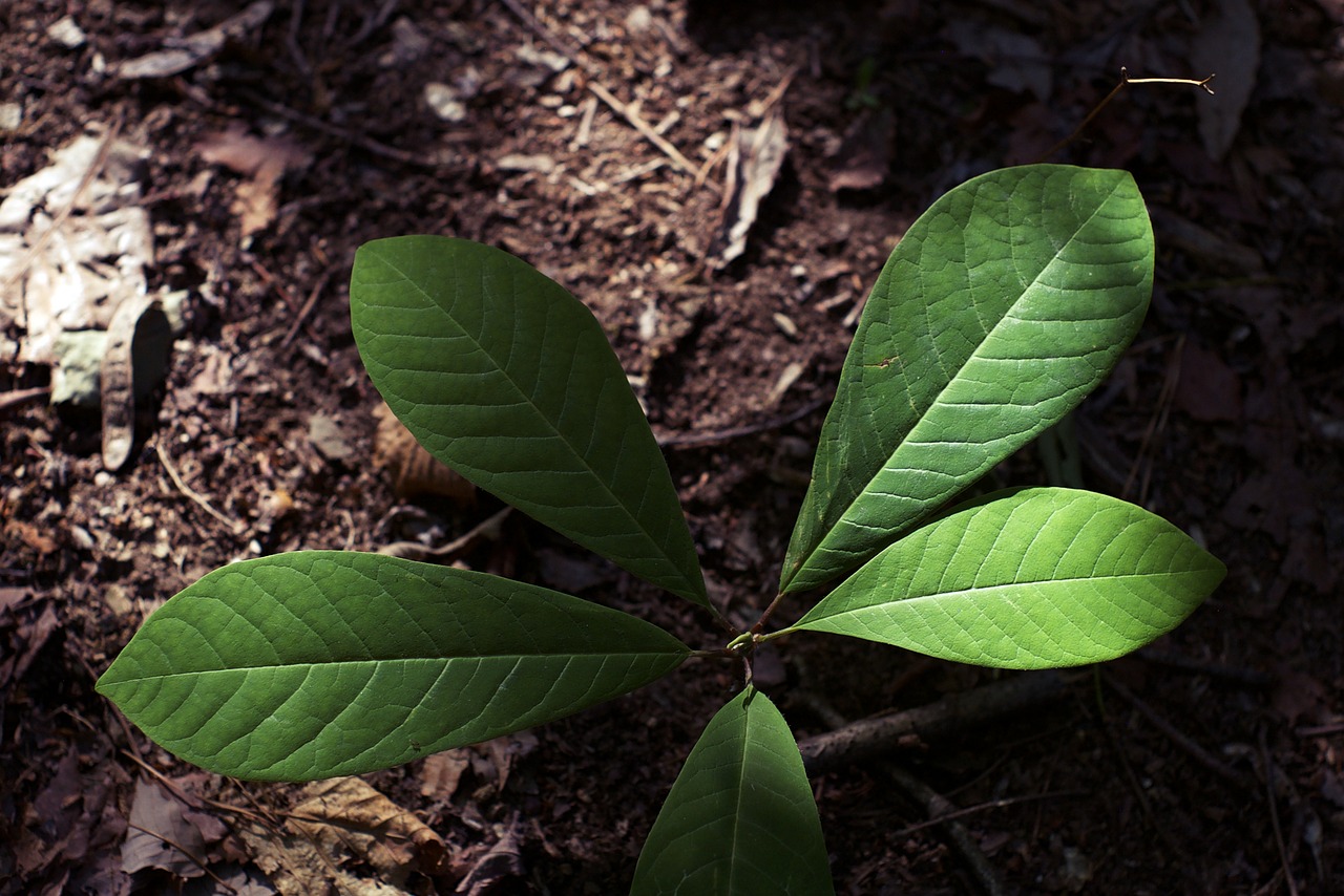 plant leaves plants free photo