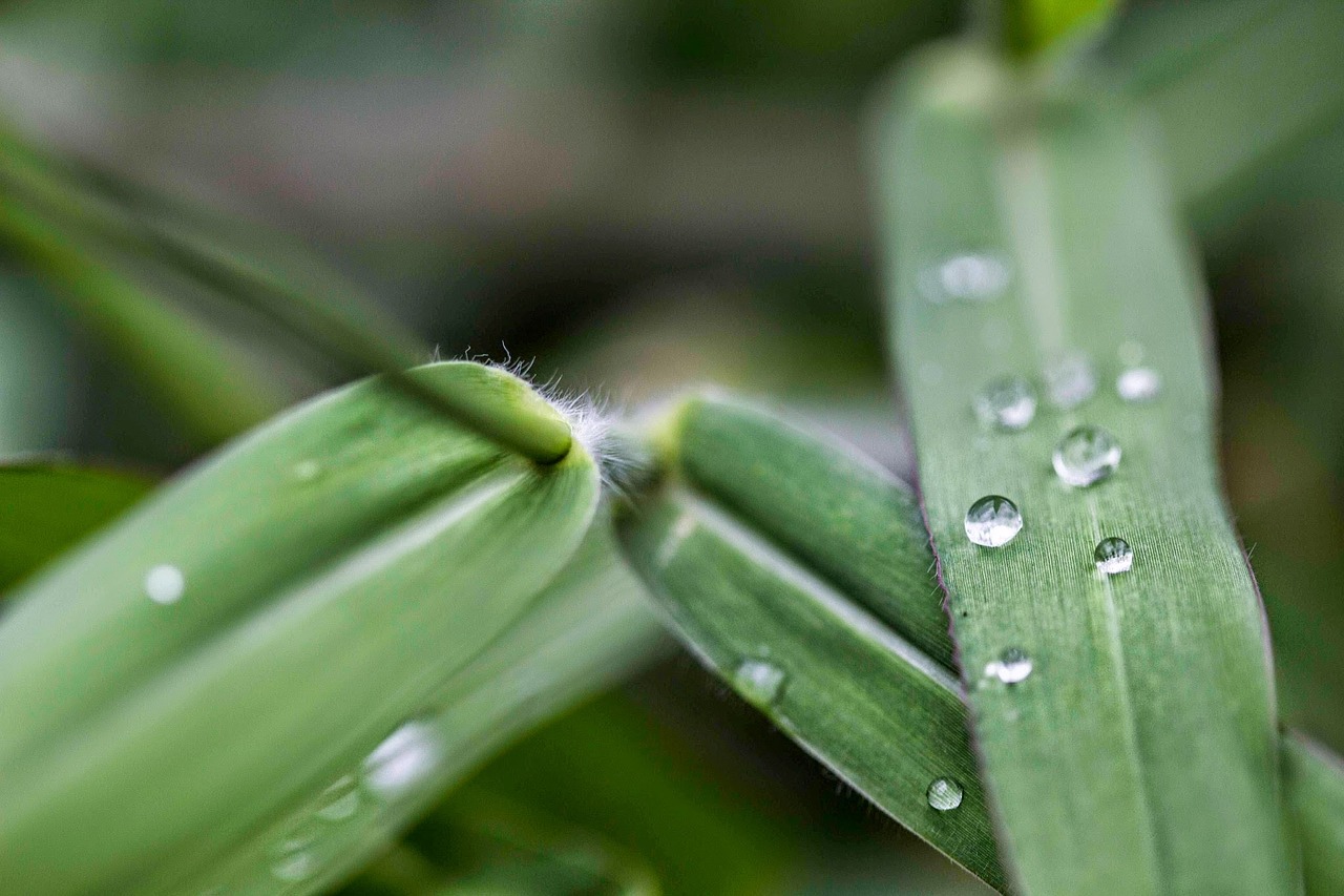 plant green dew free photo