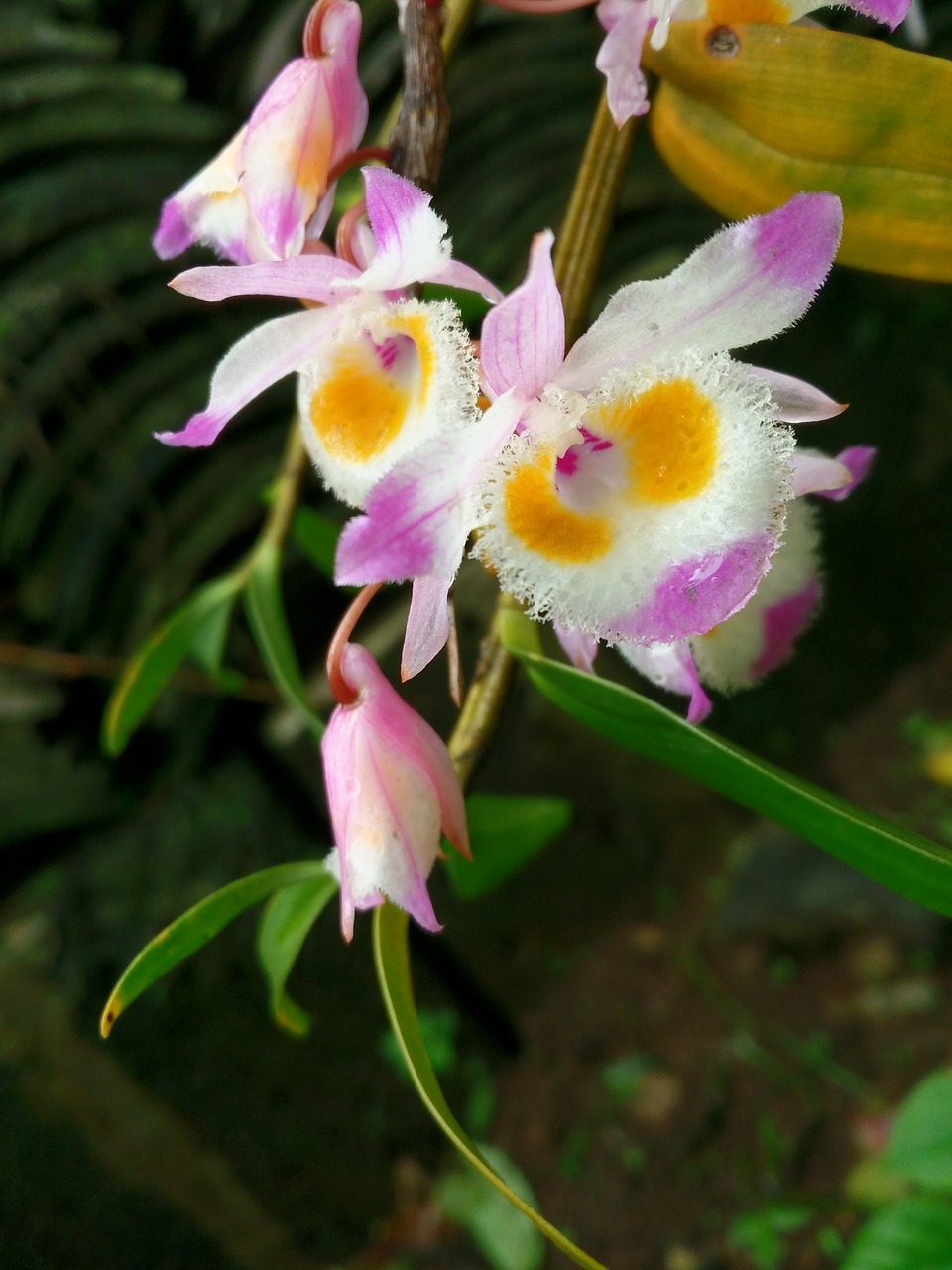 plant ppt material dendrobium free photo