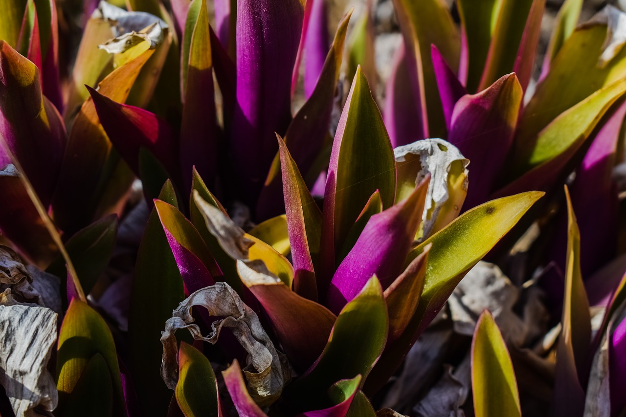 plant leaf purple free photo