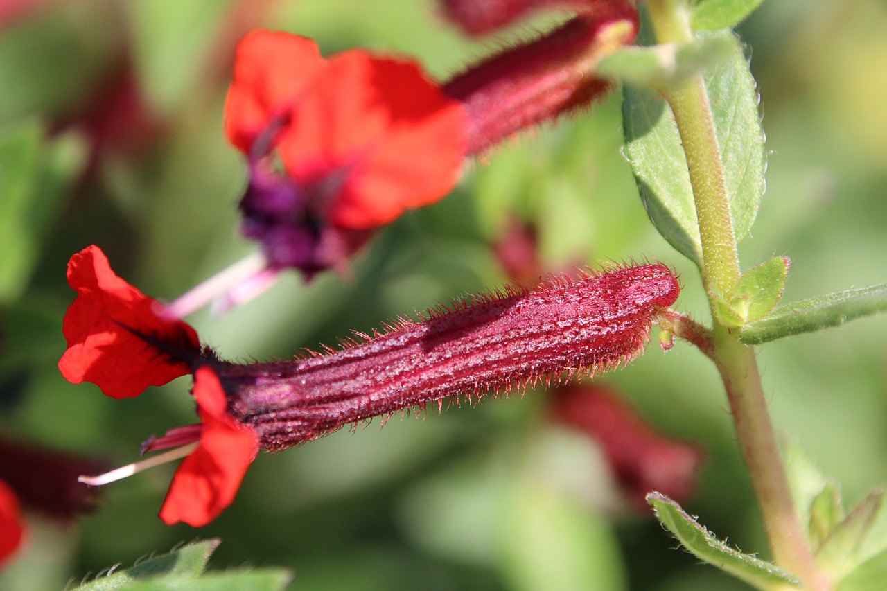 plant blossom bloom free photo