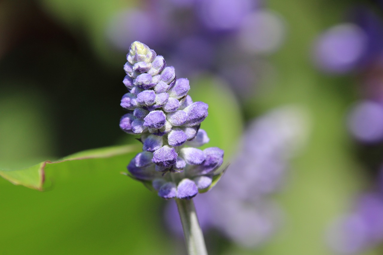 plant blossom bloom free photo