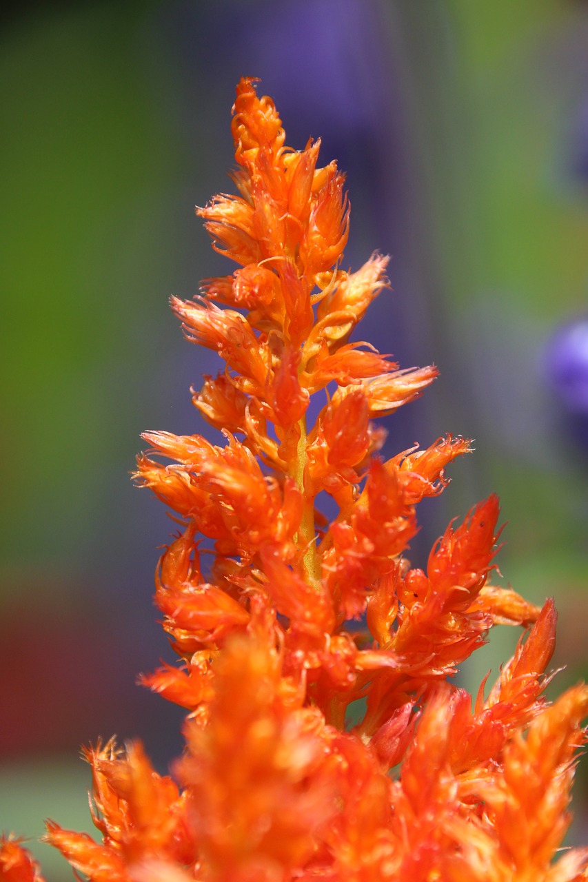 plant blossom bloom free photo