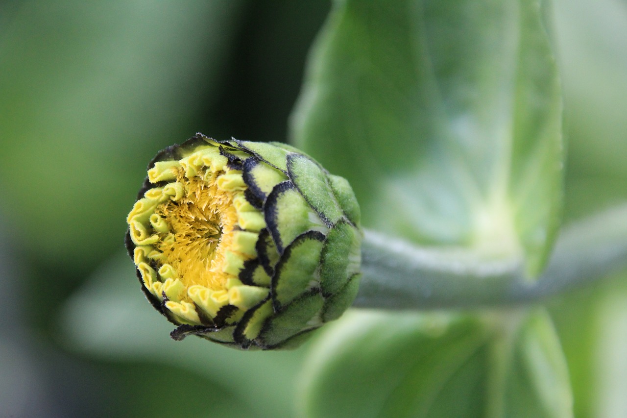 plant bud flower bud free photo