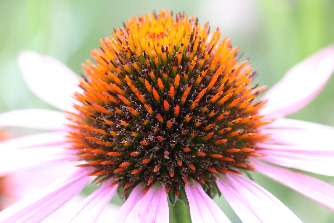 plant blossom bloom free photo