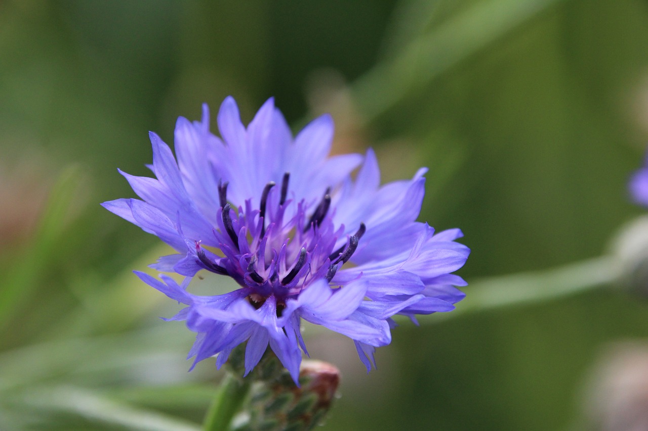 plant blossom bloom free photo