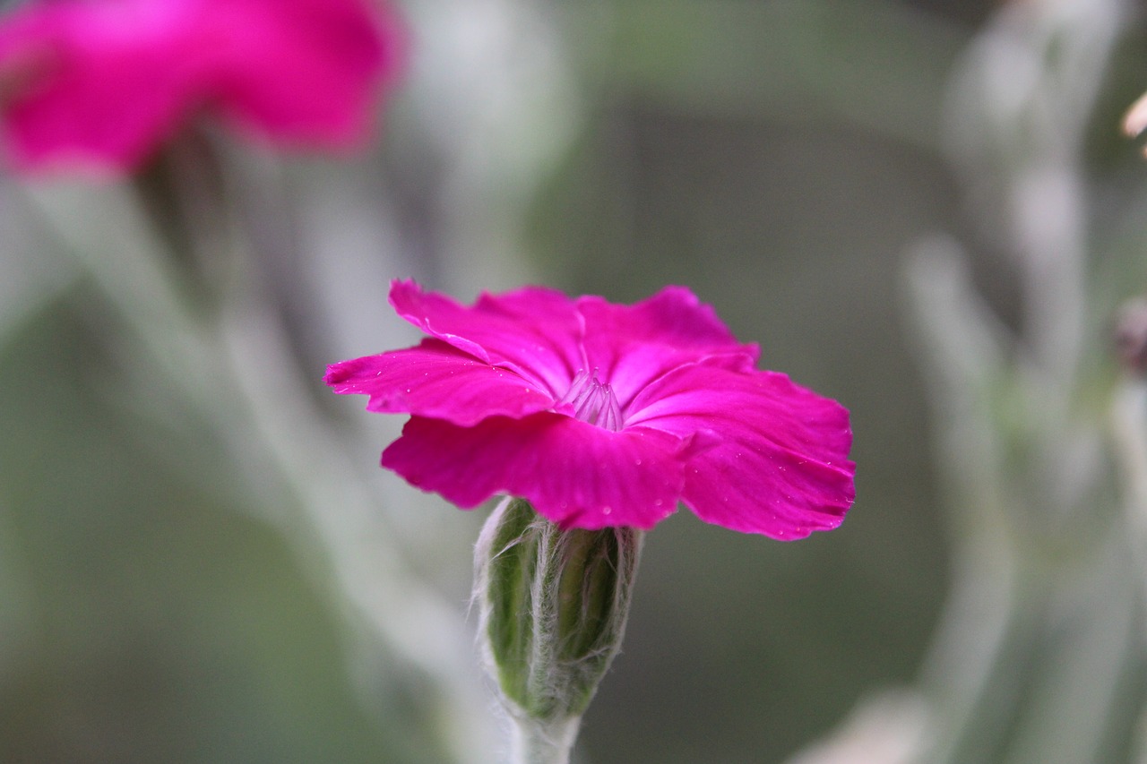 plant blossom bloom free photo