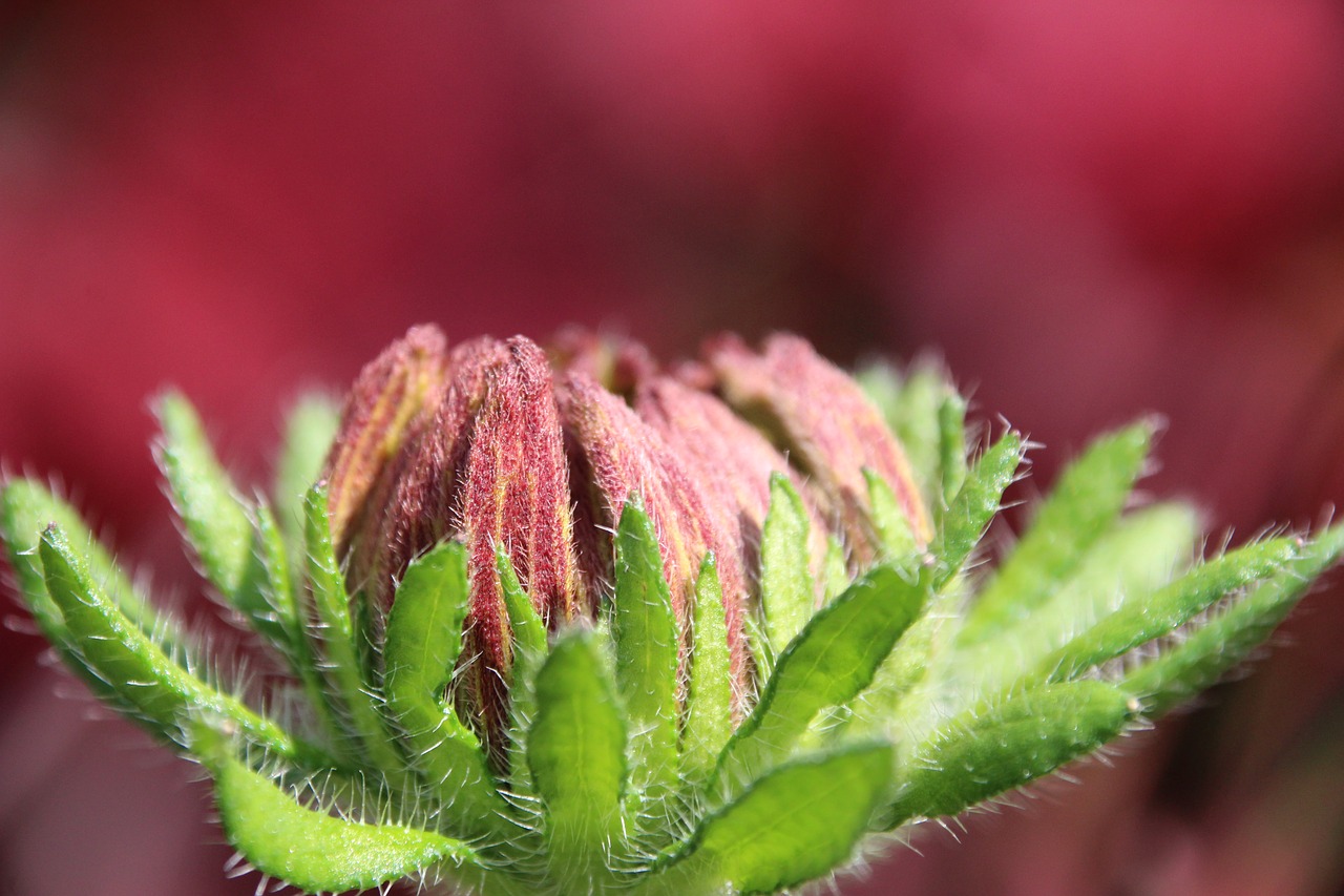 plant blossom bloom free photo