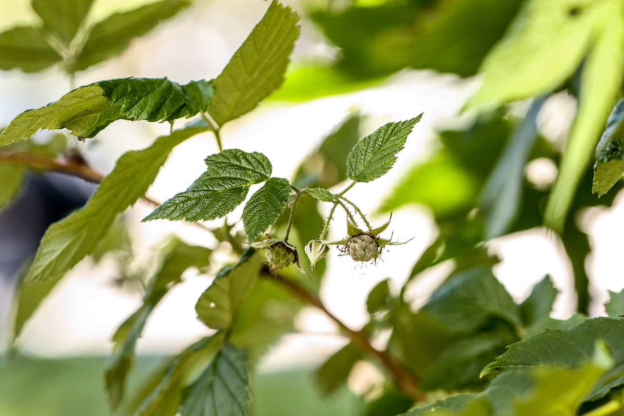 plant green summer free photo