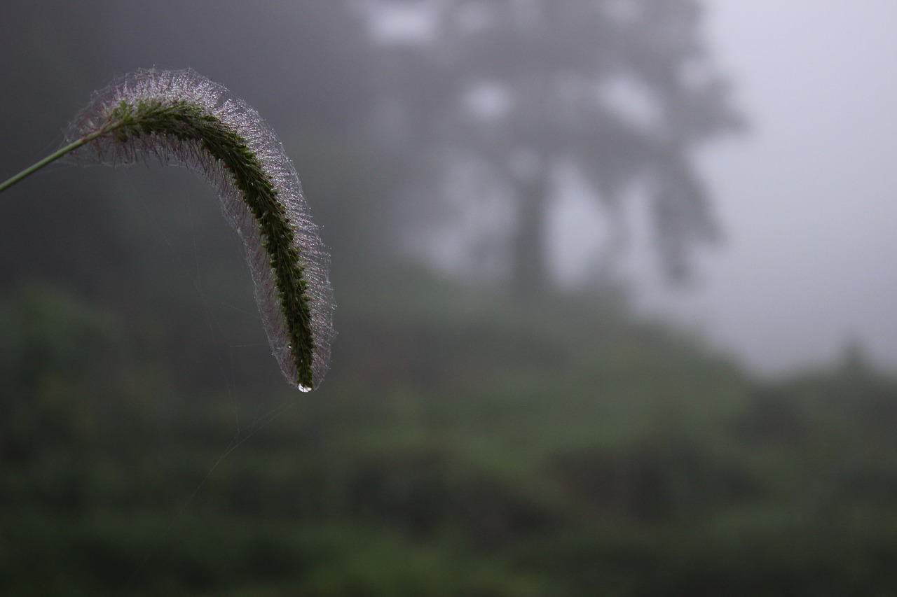 plant the dog's tail grass water drops free photo