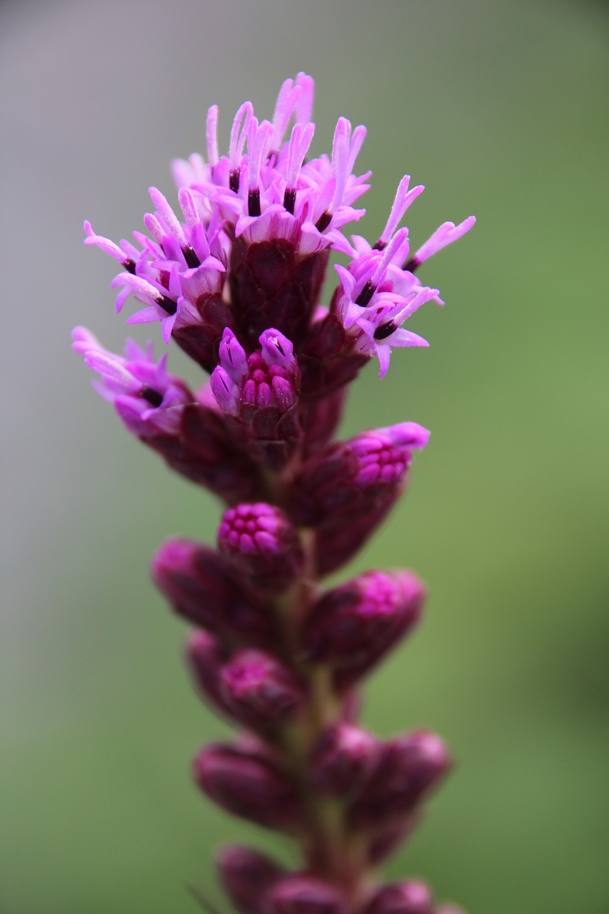 plant blossom bloom free photo