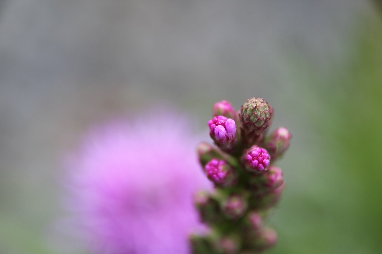 plant blossom bloom free photo