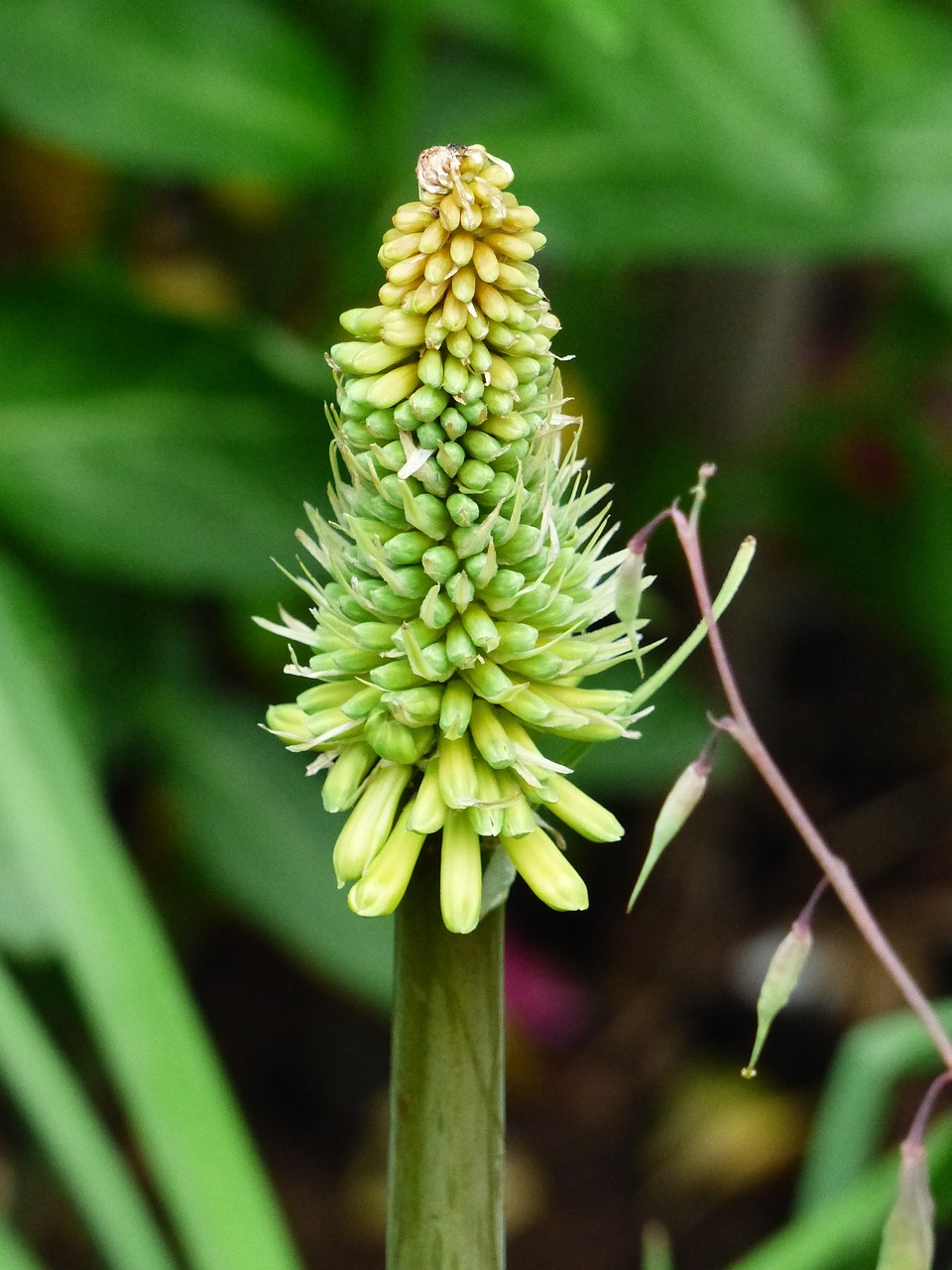 plant summer garden free photo