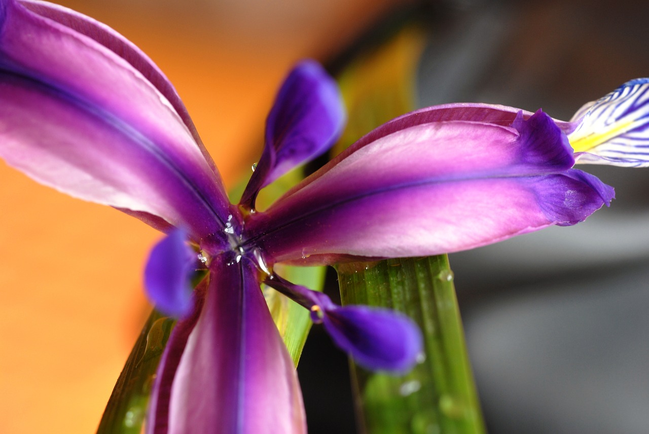 plant flower purple free photo