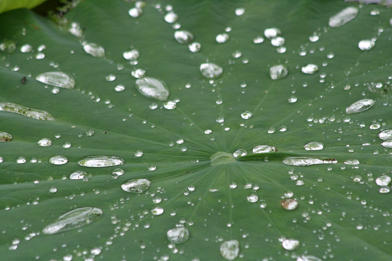 plant drop of water lotus free photo