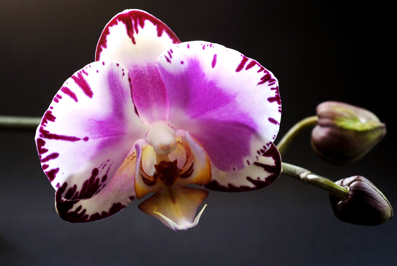 plant flower orchid free photo