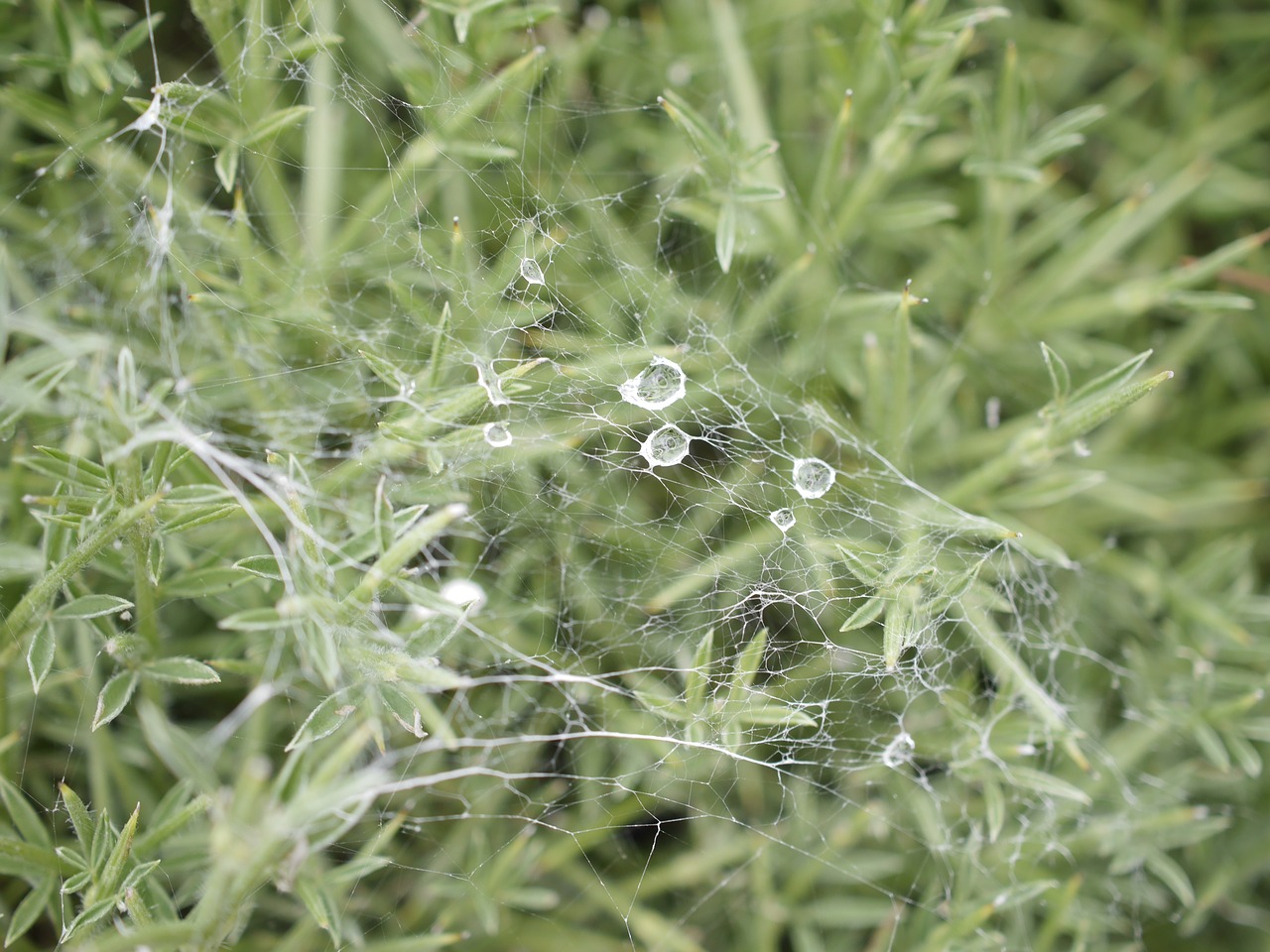 plant bush macro free photo