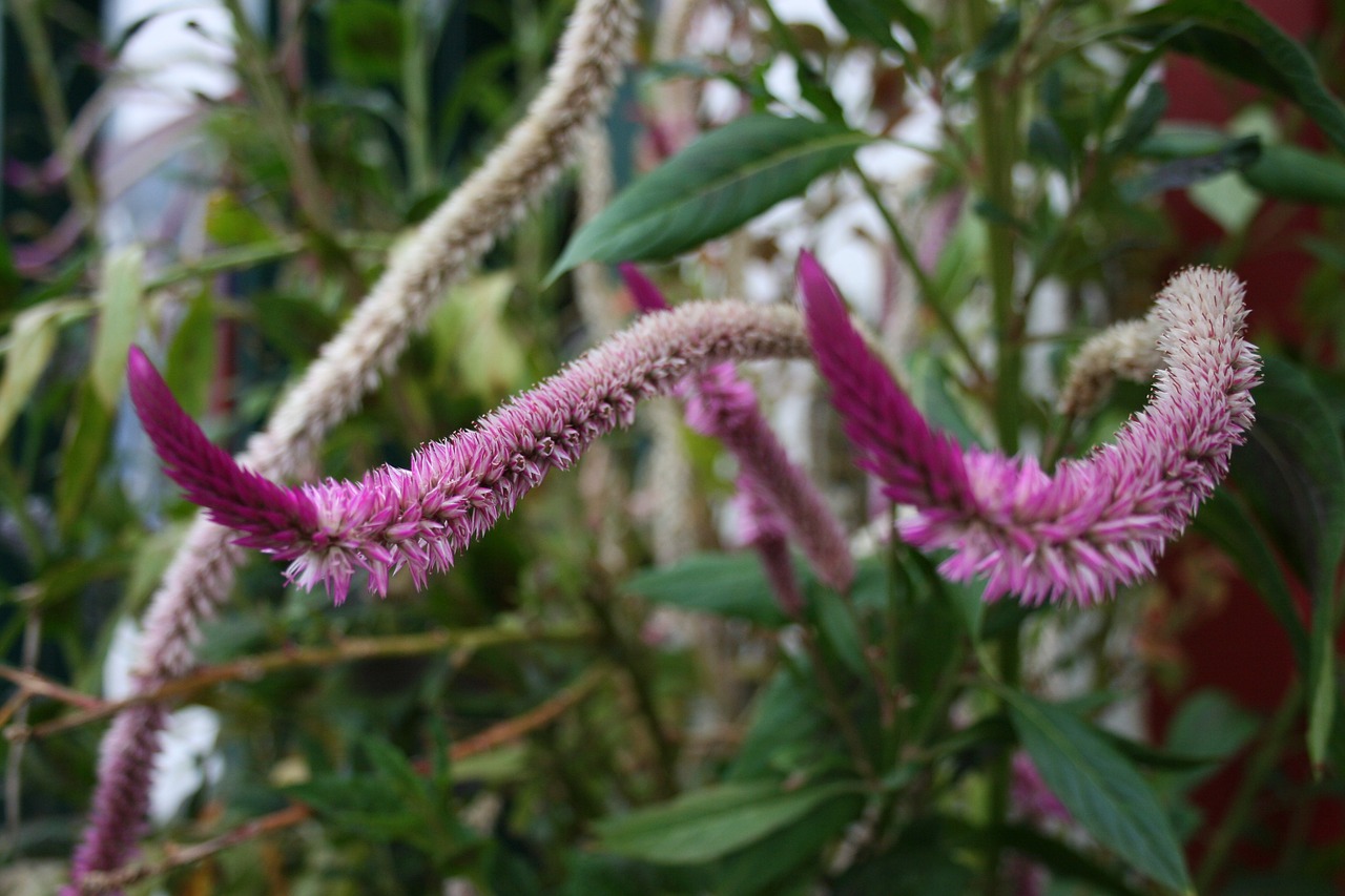 plant exotic plant purple plant free photo