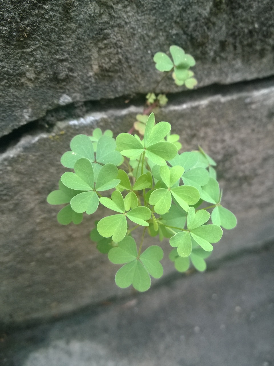 plant clover nature free photo