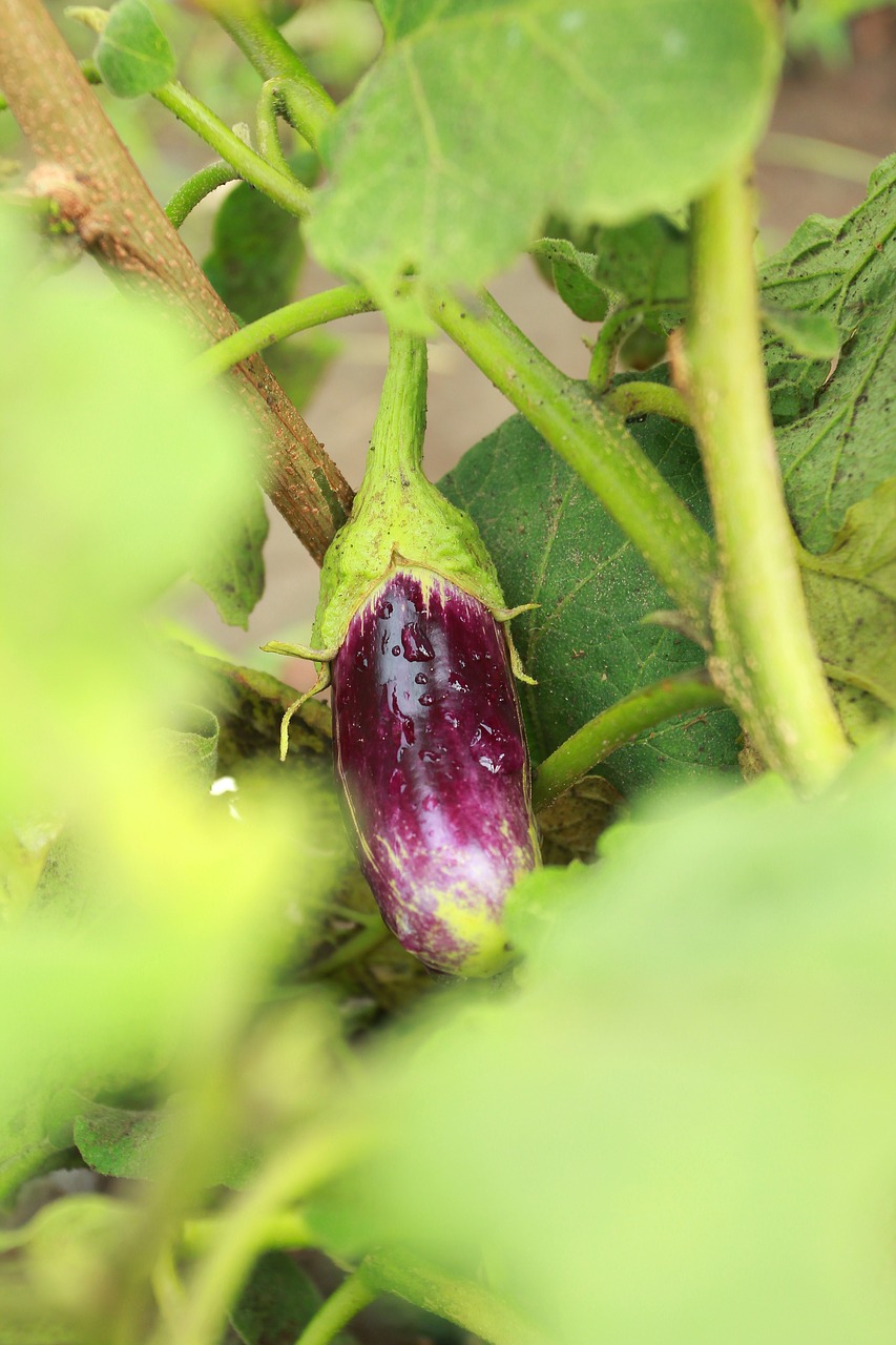 plant eggplant vegetable free photo