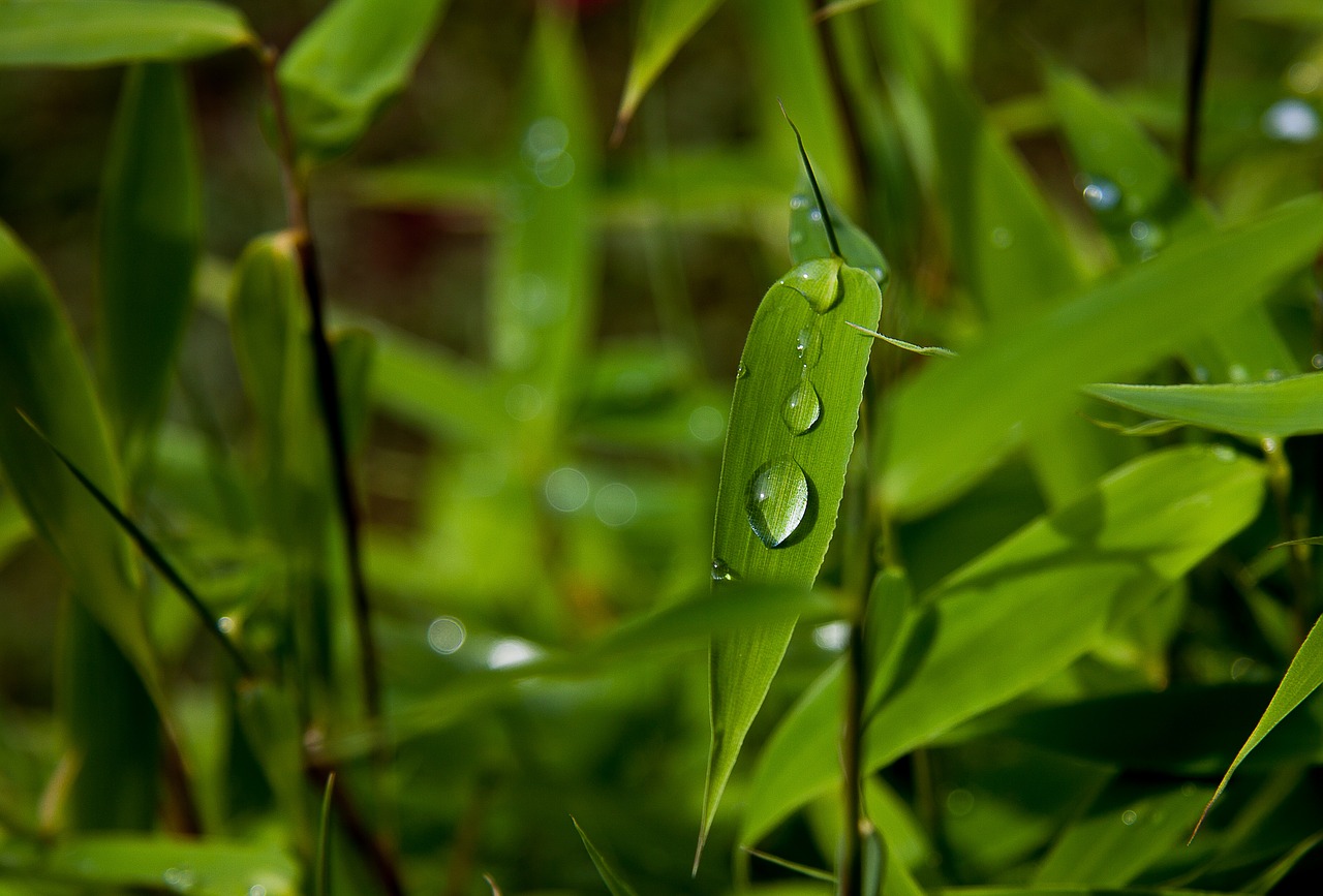 plant bamboo bamboo leaves free photo