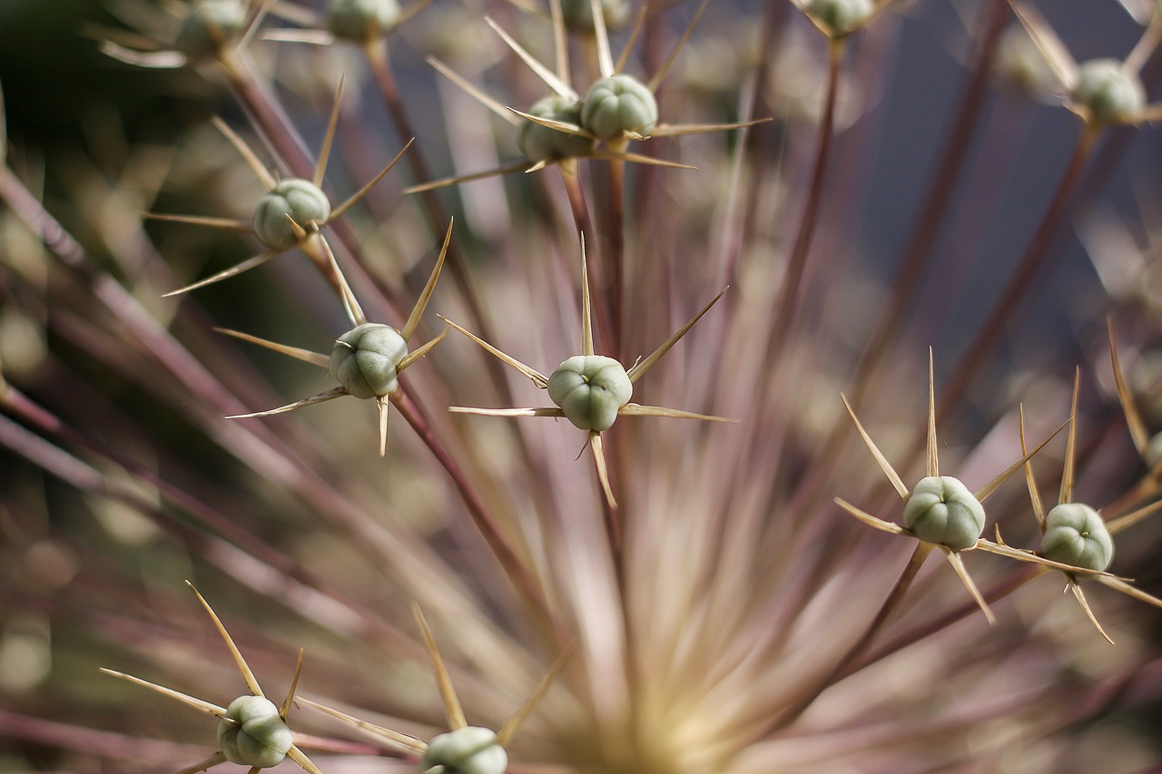 plant thorns prickly free photo