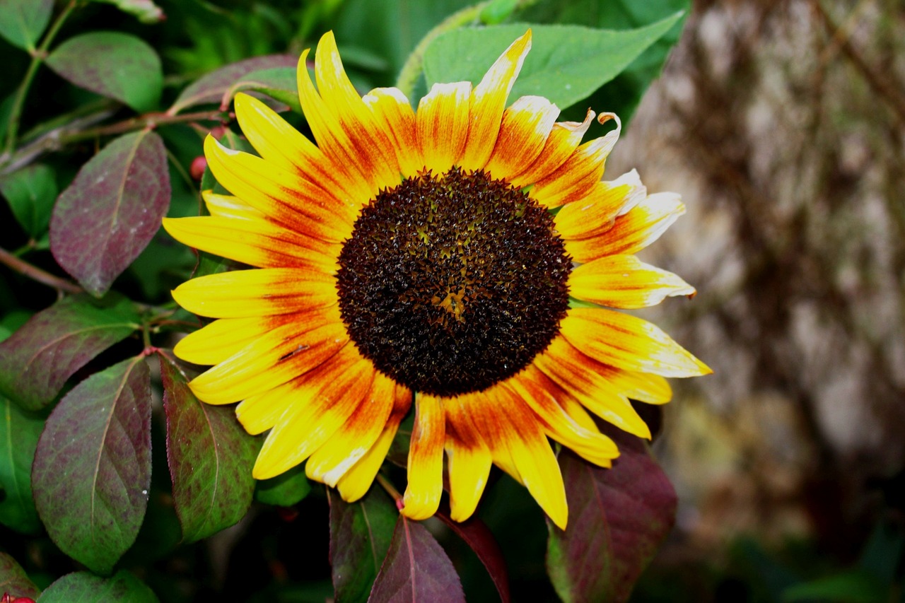 plant ornamental sunflower flowering free photo