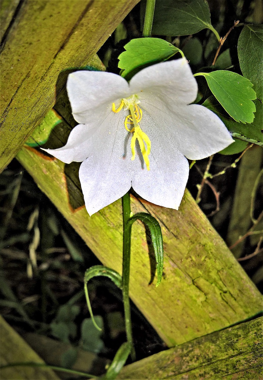 plant bellflower white blossom free photo