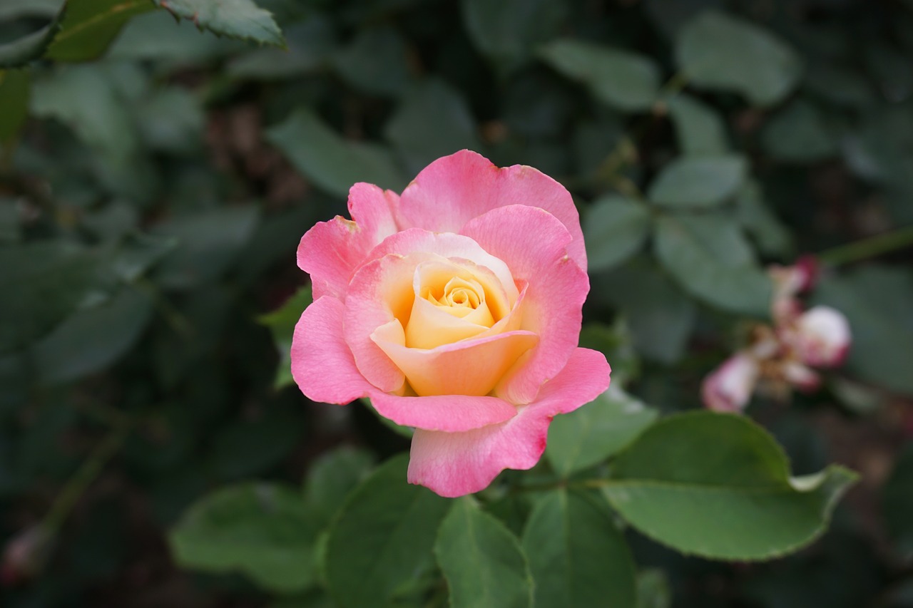 plant flower rose free photo