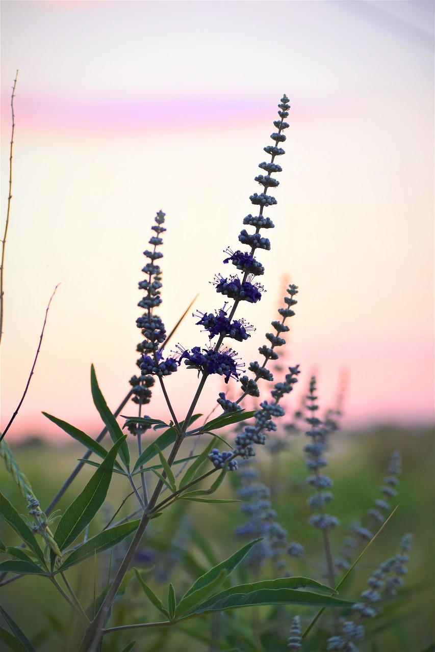 plant flower purple free photo