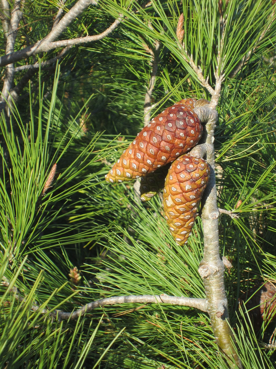 plant pine pine cone free photo