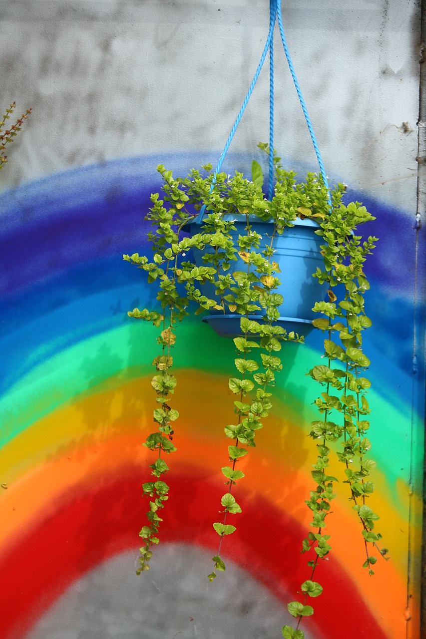 plant rainbow hanging plant free photo