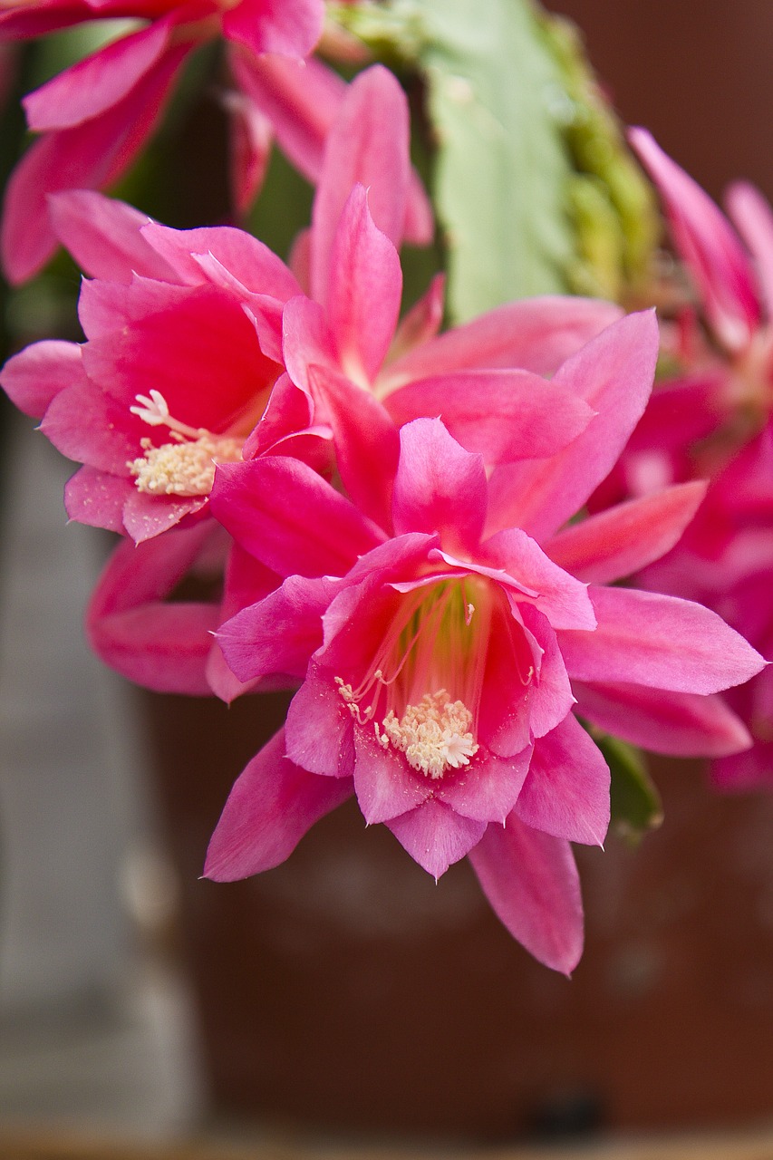 plant leaf cacti blossom free photo