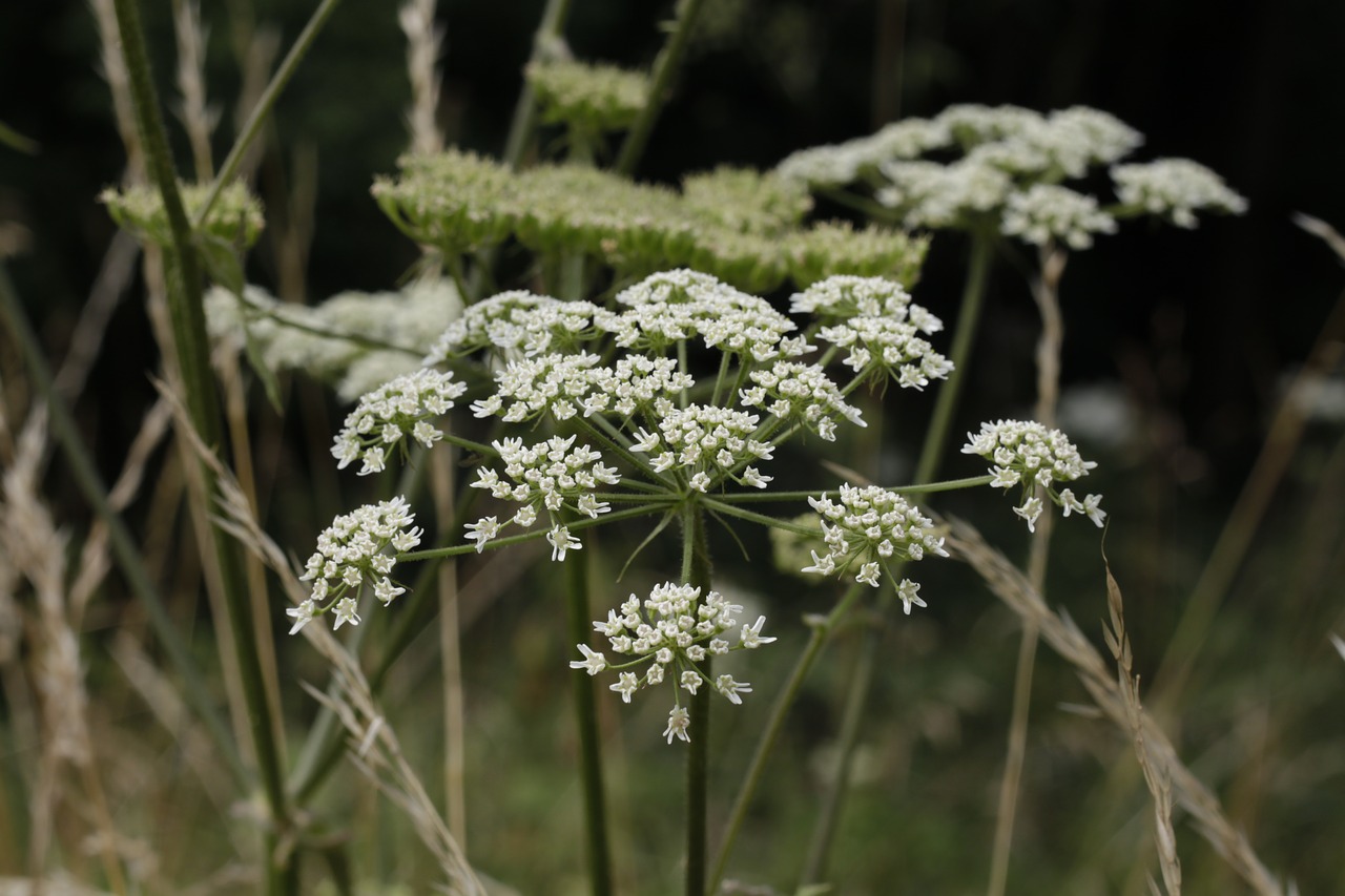 plant flower nature free photo