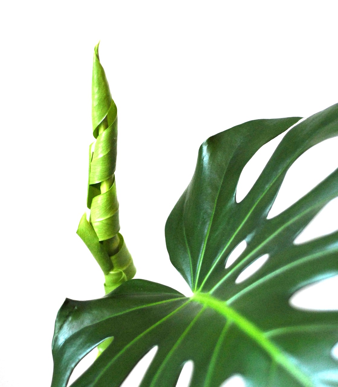 plant philodendron new leaf free photo