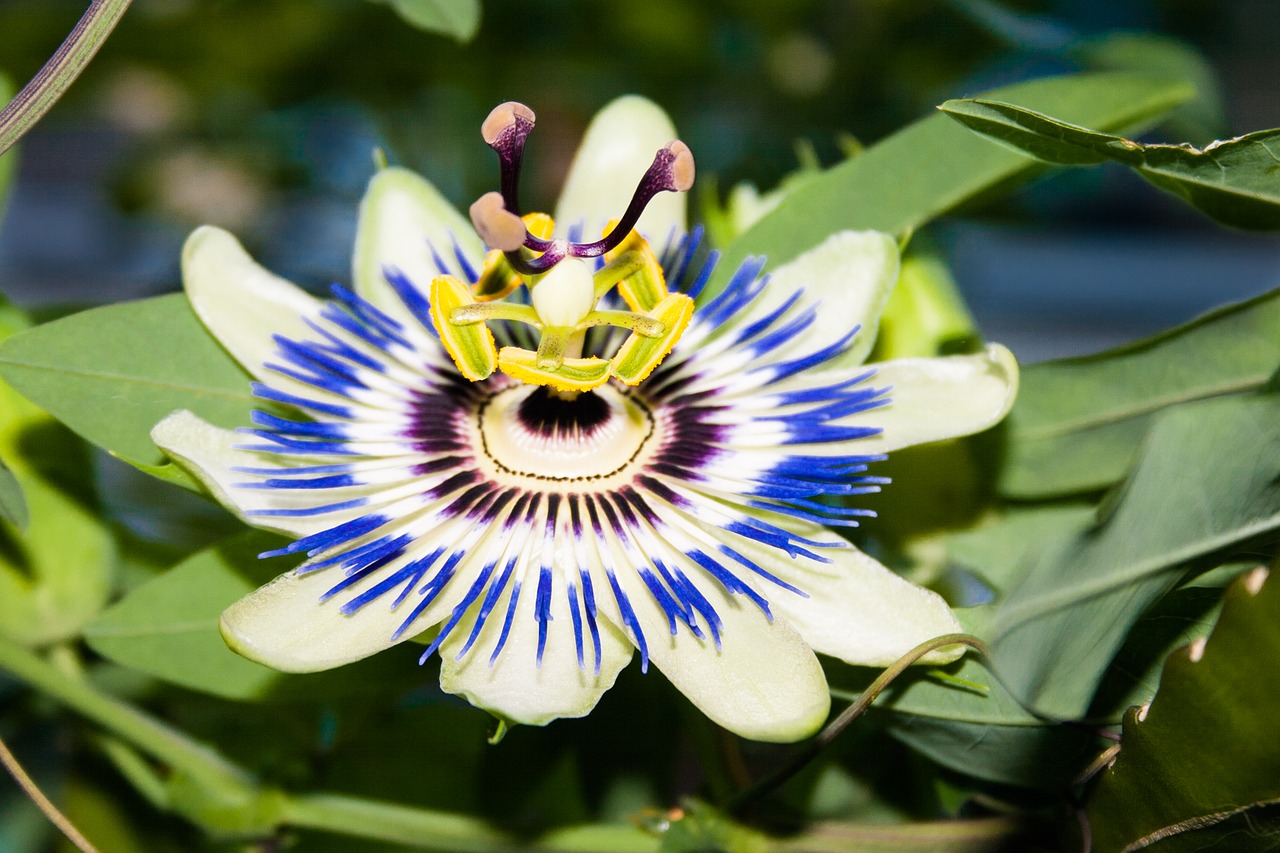 plant flowers blossom free photo