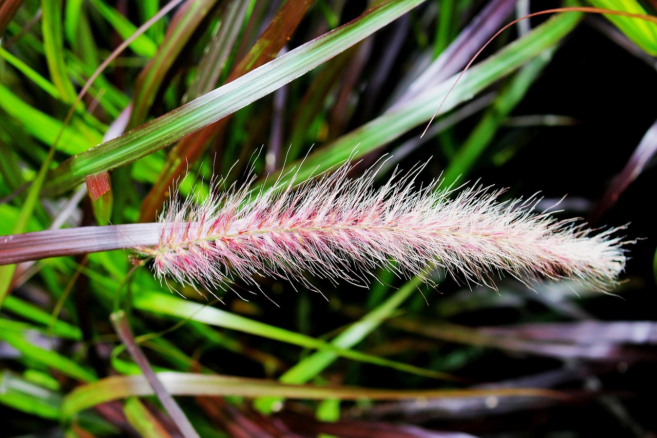 plant grass rozplenica japanese free photo