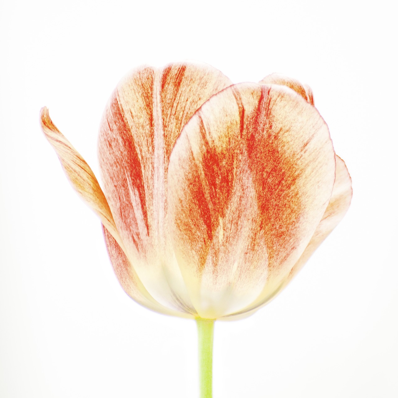 plant flower tulip free photo